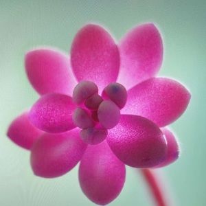 Meet your Posher, Ammie